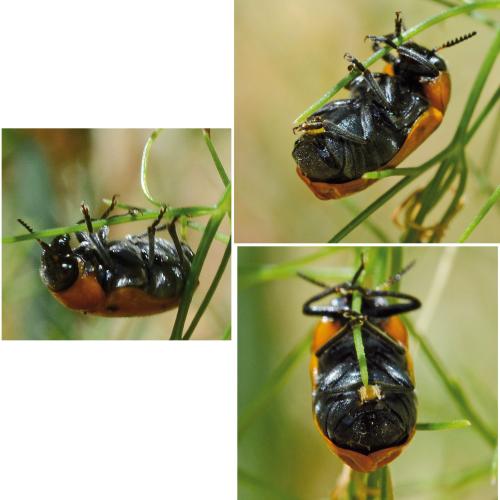 Réf. 178 092 : Tituboea biguttata