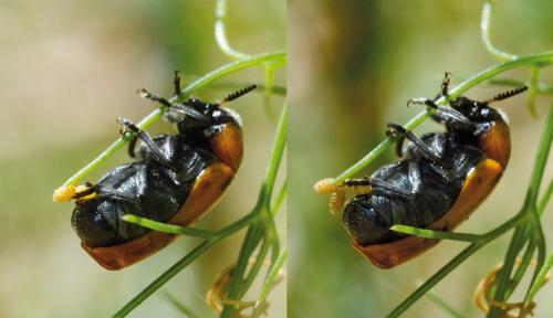 Réf. 178 093 : Tituboea biguttata