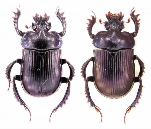 Ceratophyus alloini