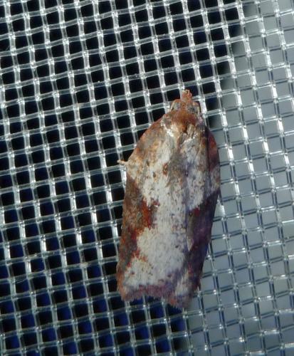 Réf. 178 087 : Acleris sp.