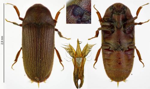 Trixagus dermestoides