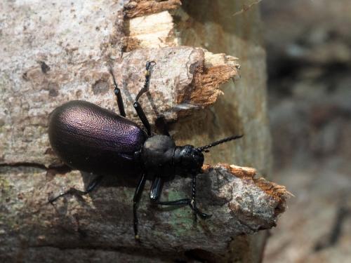 Réf. 178 018 : Odontopezus cupreus cupreus