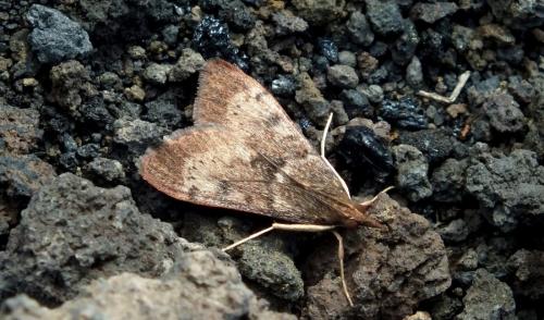 Uresiphita gilvata