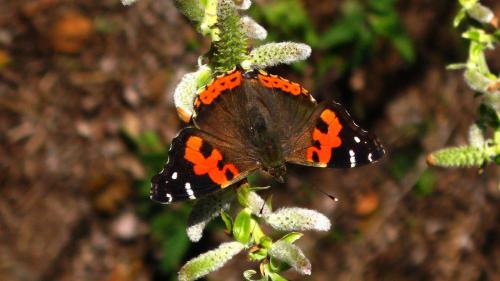 Réf. 178 188 : Vanessa vulcania