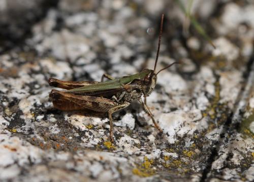 Réf. 178 351 : Omocestus haemorrhoidalis haemorrhoidalis