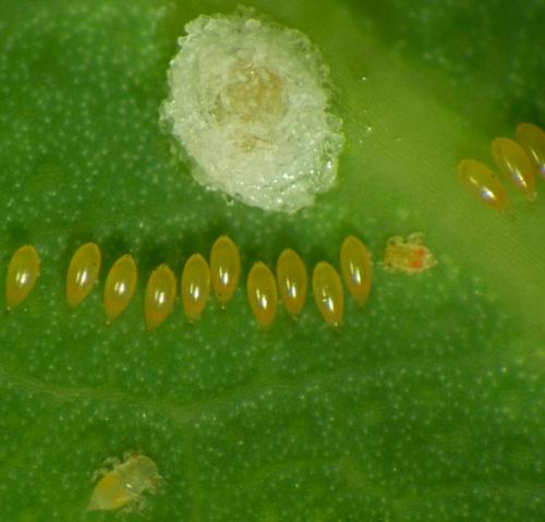 Réf. 178 239 : Glycaspis brimblecombei