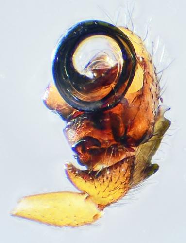 Walckenaeria acuminata