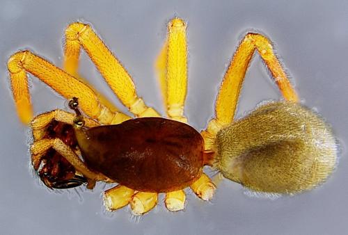 Réf. 178 793 : Walckenaeria acuminata