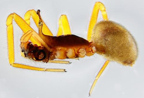 Réf. 178 789 : Walckenaeria acuminata