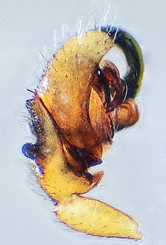 Walckenaeria acuminata