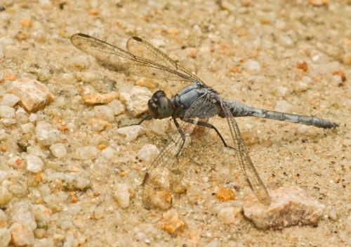 Orthetrum glaucum
