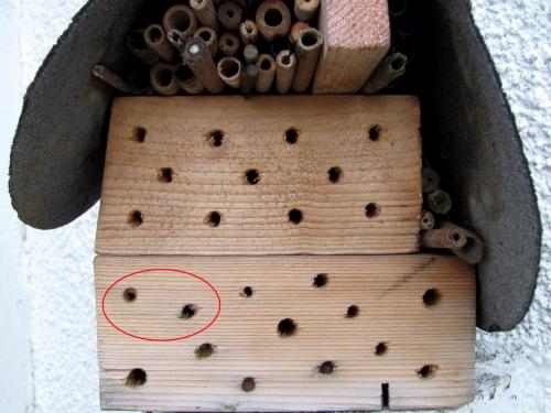 Hotel insectes