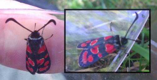 Zygaena carniolica