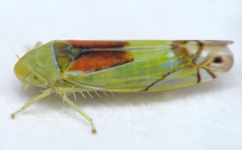 Réf. 178 271 : Zyginella pulchra