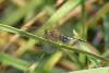 178544 – Photo : Greenlife – Sénégal