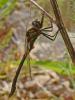 178640 – Photo : Liliane Delattre – France (30)