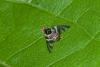 178245 – Photo : D. Martinez – Philippines