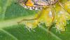 178430 – Photo : D. Martinez – Philippines