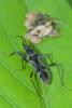 178662 – Photo : D. Martinez – Philippines