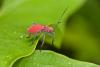 178701 – Photo : D. Martinez – Philippines