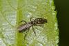 178728 – Photo : D. Martinez – Philippines