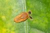 178896 – Photo : D. Martinez – Philippines