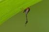 178667 – Photo : D. Martinez – Philippines