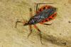 178898 – Photo : D. Martinez – Philippines