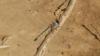 178991 – Photo : Greenlife – Sénégal