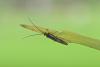 178101 – Photo : D. Martinez – Philippines