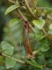 178731 – Photo : Sandrine Berthault – France (86)