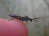Dolerus sp.