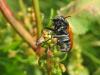 178407 – Photo : Sylvain Fadda – France (83)