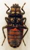 178611 – Photo : Lionel Casset – Bénin