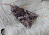 178023 – Photo : Jc.grandmaire – France (05)