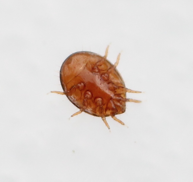 Réf. 178955 — ARACHNIDA > Mesostigmata > Uropodidae > Uropoda sp. www