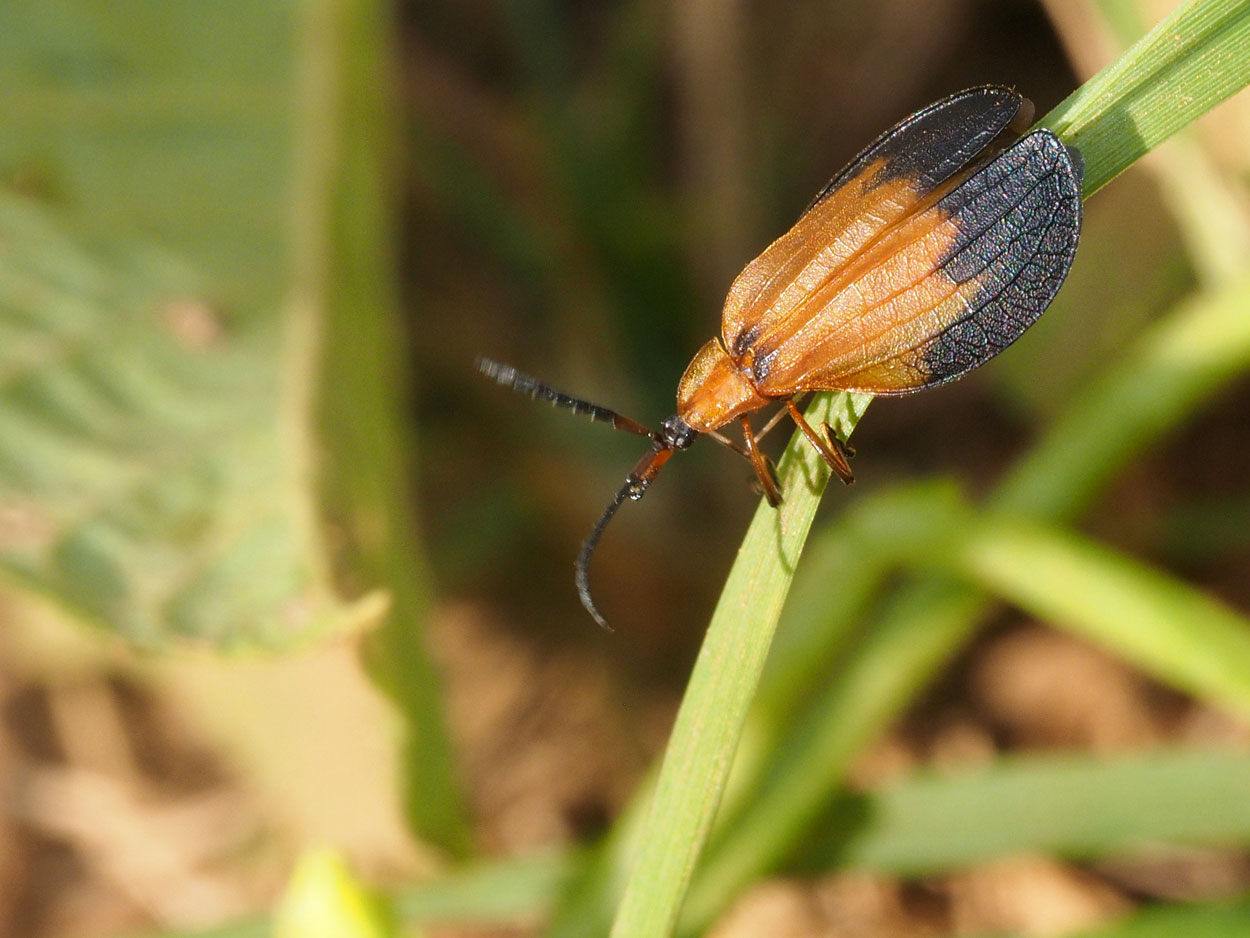 Lionel Casset - Lycus sp. - réf. 178275 (1250 x 938 pixels, 157 ko)