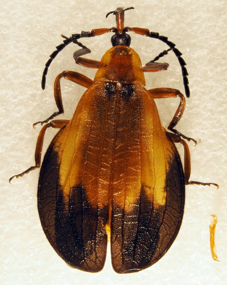 Lionel Casset - Lycus sp. - réf. 178276 (914 x 1150 pixels, 197 ko)