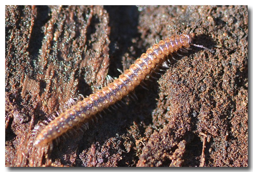 DUBOIS Yves - Inconnu inconnu - réf. 178290 (834 x 567 pixels, 175 ko)
