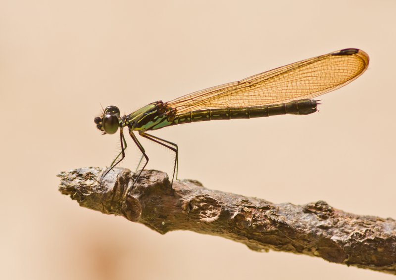 Anonyme - Rhinocypha biforata - réf. 178222 (800 x 566 pixels, 51 ko)