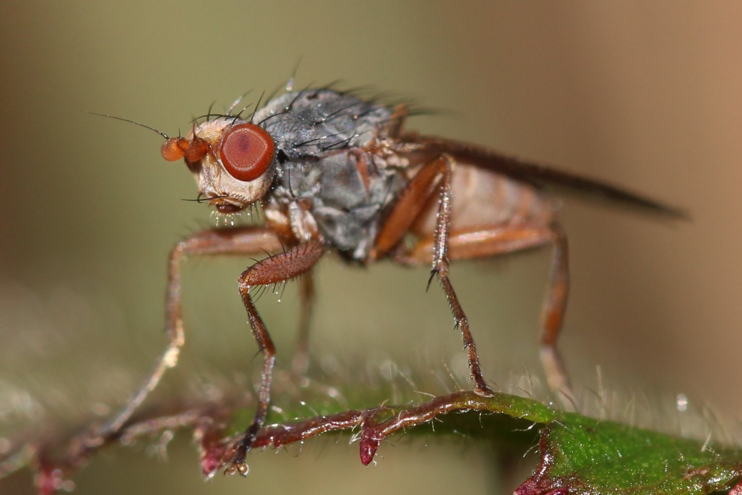 françoise vaselli - Gymnomus sp. - réf. 178480 (1500 x 1002 pixels, 141 ko)