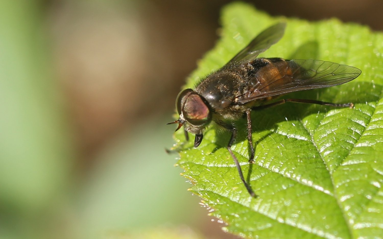 clovis - Hybomitra sp. - réf. 178512 (1500 x 938 pixels, 149 ko)