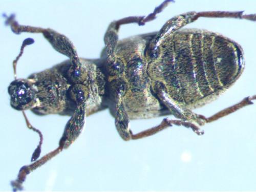 Réf. 179 651 : Sitona obsoletus