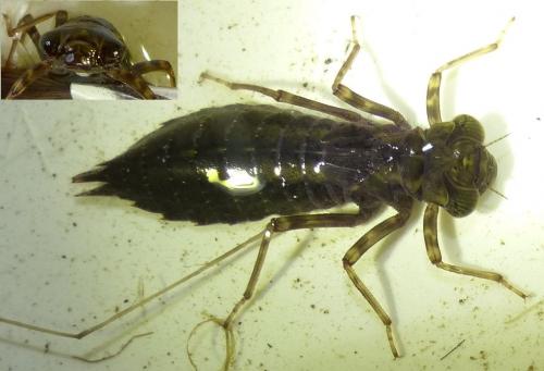 Aeshna cyanea