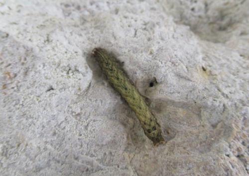 Noctua sp.