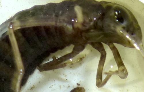 Aeshna cyanea