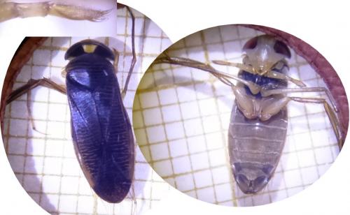 Hesperocorixa sahlbergi