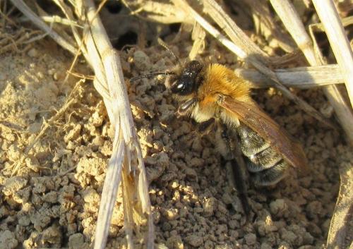 Andrena sp.