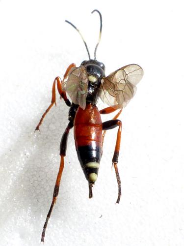 Réf. 179 747 : Exephanes ischioxanthus