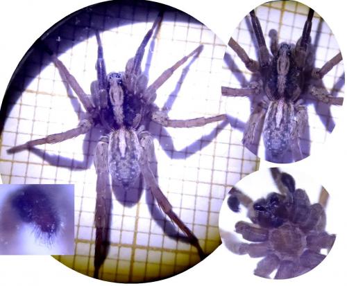 Trochosa ruricola